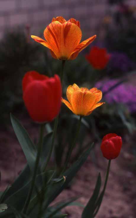 tulips, Rhine River, Germany